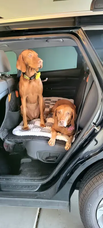Recensione cliente Boxer che viaggia più sereno in auto
