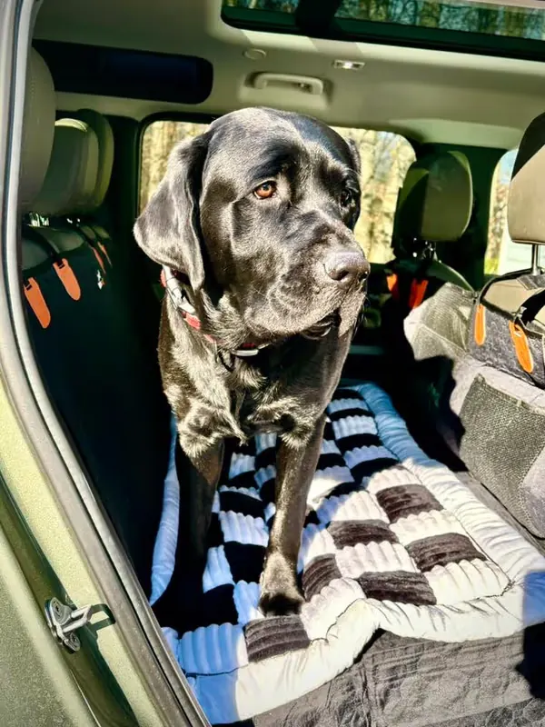 Recensione cliente cane grande su coprisedile auto lavabile