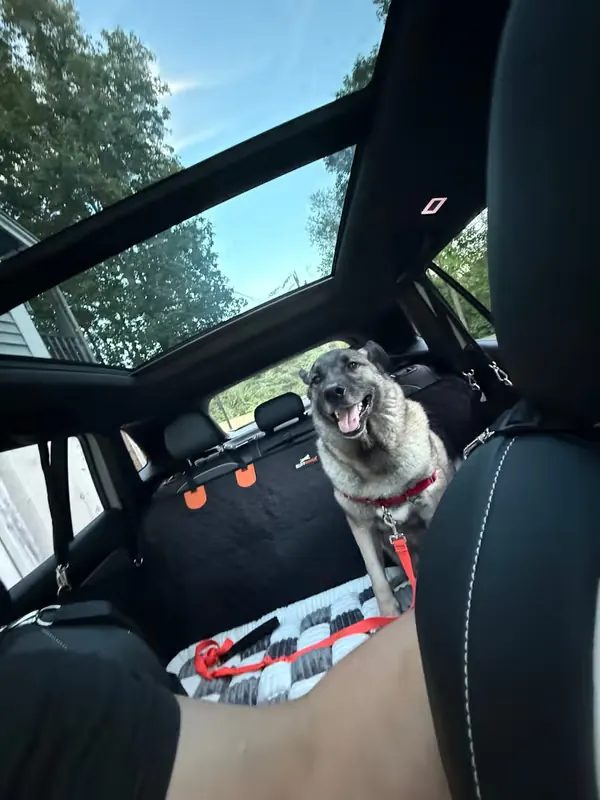 Recensione cliente cane sul sedile posteriore protetto