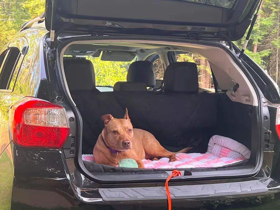 Recensione cliente viaggio al parco con coprisedile auto per cane