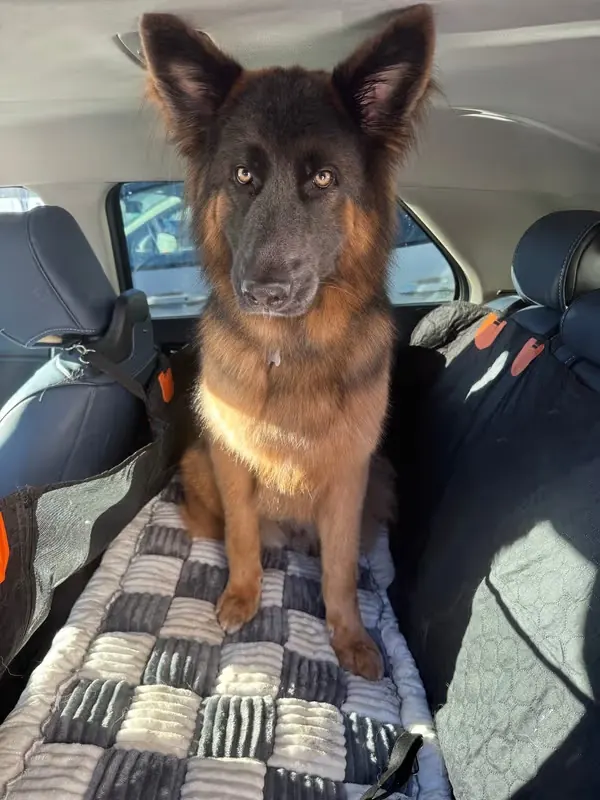 Recensione cliente cane che sale in auto più volentieri